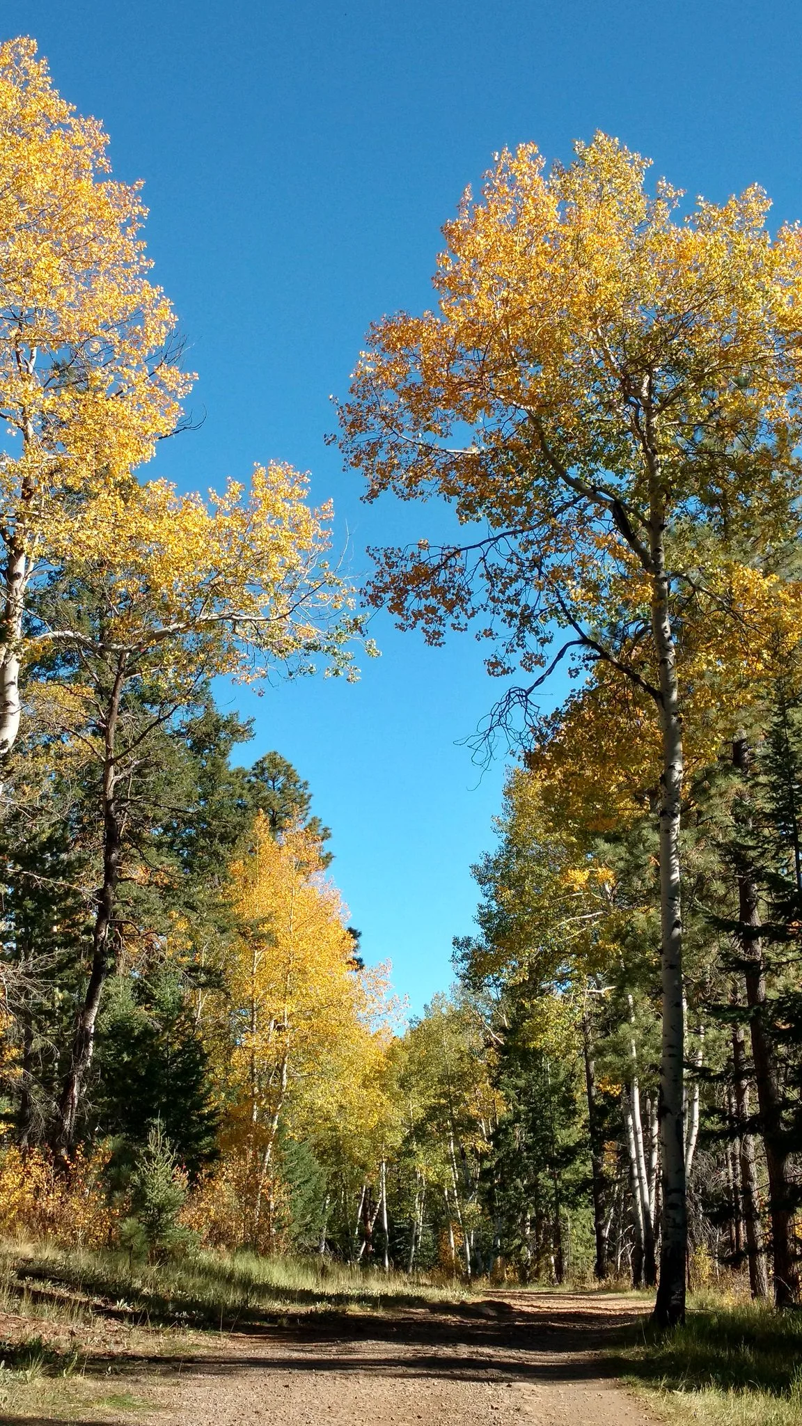 Apache-Sitgreaves National Forest, Arizona — Travis Walton was struck by a beam from a hovering craft in this forest on November 5, 1975, and was missing for five days